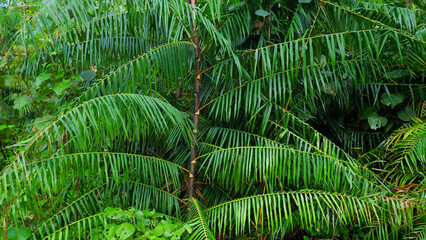 A Rattan-like Plant (Daemonorops Draco Willd), Grows Wild In Muddy Areas, In The Village Of Belo...