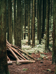SOUTH KOREA JEJU ISLAND LANDSCAPE