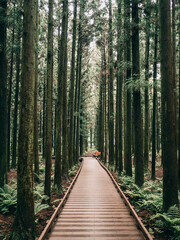 Obraz premium SOUTH KOREA JEJU ISLAND LANDSCAPE