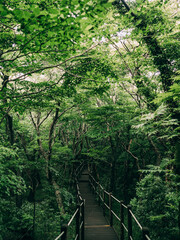 Fototapeta premium SOUTH KOREA JEJU ISLAND LANDSCAPE