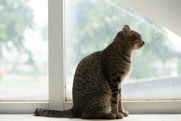 portrait of feline. petting tabby cat in white clean home beside hugh glass window lying down on stairs