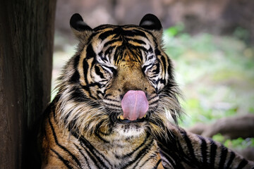portrait of a tiger