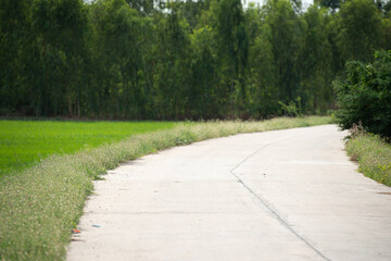 the way of concrete street with green grass field alone side way with pine forest ahead on good day time
