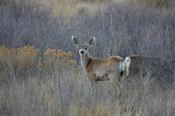 Fototapeta premium deer in the forest