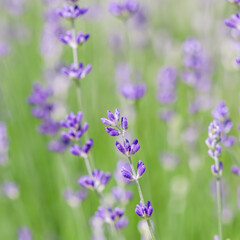 Obraz premium Background from violet lavender with dew drop in the garden.