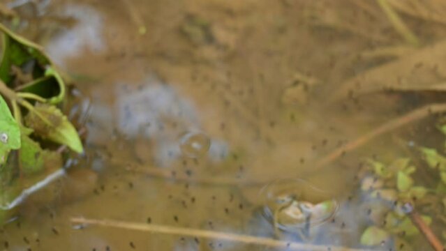 Frog Eggs on water surface.  A female frog can lay anywhere from 100 to 1,000 eggs at a time. The number of eggs in a clutch depends on the species of frog. Frog Spawn. 
