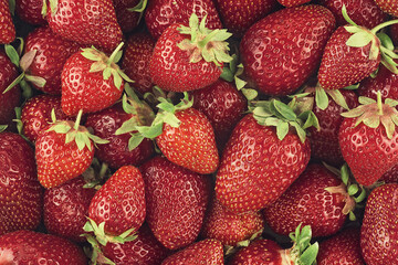Freshly harvested strawberries as background, top view.