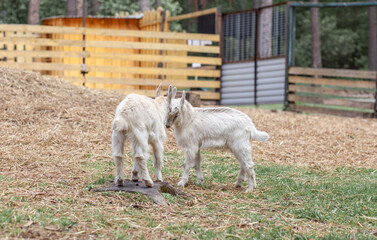Obraz premium Two white little goats play with each other on the farm. Breeding goats and sheep. Housekeeping. Cute with funny. 