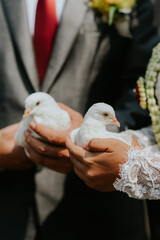 two white pigeon in hands of two couple during their wedding