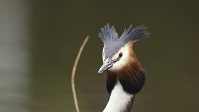 Great Crested Grebe or Fuut flare out ear feathers staring and gazing, profile