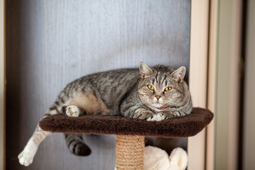 Beautiful striped gray cat. The domestic cat sits or lies in its place. Cat in the home interior. Image for veterinary clinics, sites about cats. selective focus