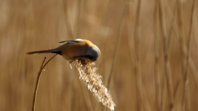Bearded reedling perched on reed eating seeds, swaying in the wind, telephoto