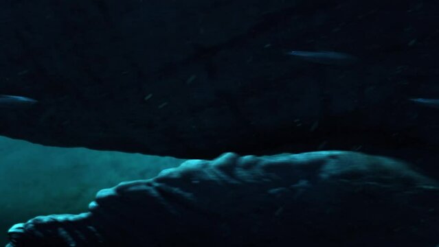 Megalodon hunting a prehistoric wale in the ocean, deep underwater 3d render animation