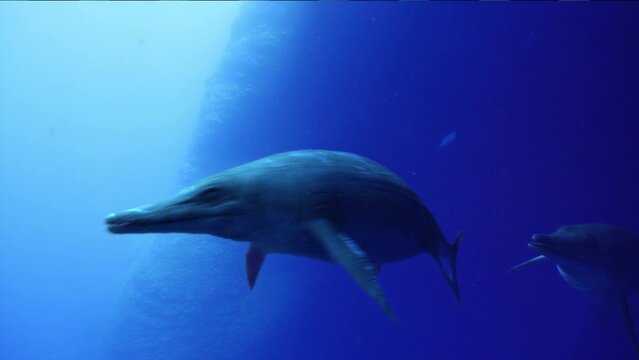 Stenopterygius ichthysaurus swimming underwater in the ocean, close up of marine life during jurassic time