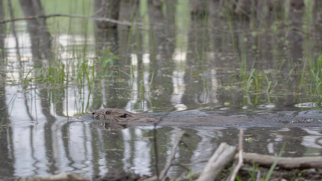 Beaver swims along dam edge among half-submerged trunks and aquatic vegetation
