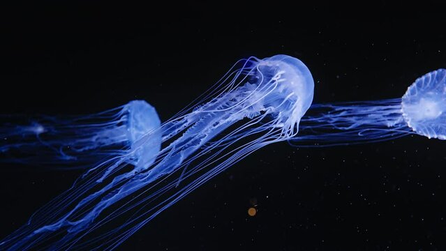 Jelly Fish Illuminated in Tank, Close Up, Slow Motion Beautiful CInematic Shot