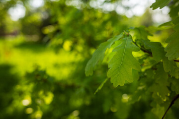 Fototapeta na wymiar Green fresh oak leaves. Fresh foliage on trees at sunset against a spring background.