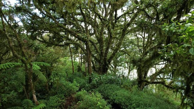 Nestled atop illustrious crest of Abang Mountain, an awe-inspiring sight awaits in heart of mystical forest. Resplendent and time-honored tree takes center stage
