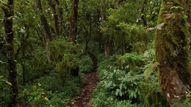 Abang Mountain is home to captivating wet forest characterized by towering trees and an ethereal atmosphere. Aerial footage explores enchanting landscape as camera soar along ground trail