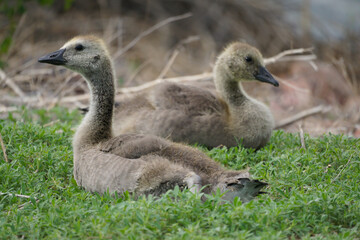canada goose goslings