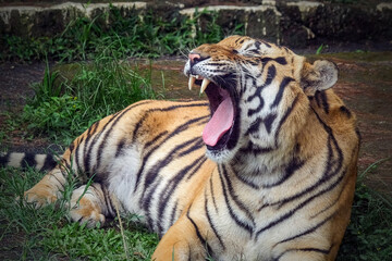 Obraz premium tiger in the zoo