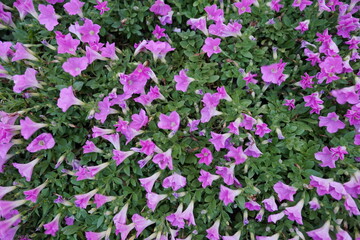 Fototapeta premium 花素材