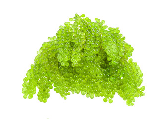 set of sea grapes ( green caviar ) seaweed on transparent png © sommai