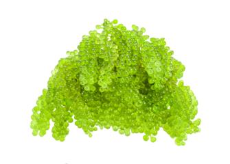 set of sea grapes ( green caviar ) seaweed on transparent png