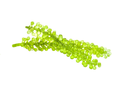 set of sea grapes ( green caviar ) seaweed on transparent png