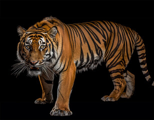 Fototapeta na wymiar sumatran tiger isolated using Generative AI
