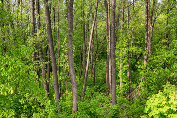 In the deciduous forest