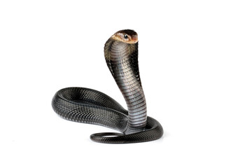 Fototapeta premium Javanese cobra snake isolated on white background, snake habitat in Java Indonesia, Naja sputatrix