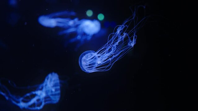 Fluorescent Jellyfish Swimming Inside The Tank In Aquarium Paris, France. Close up