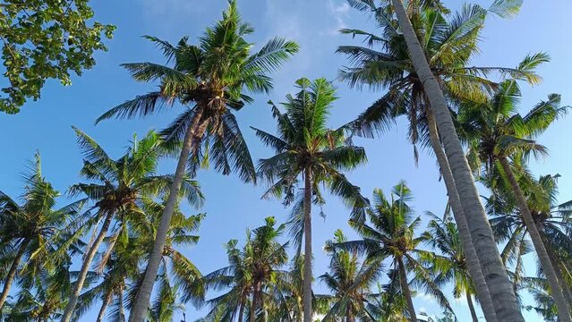 Tropical palm coconut tree blow by the wind with clear blue sky at Bali bring silence and calm to energize mind and soul