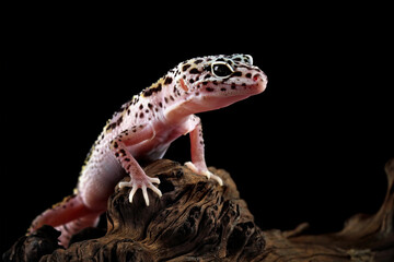 Fat-tailed geckos isolated on black background, leopard gecko lizard, eublepharis macularius	
 - obrazy, fototapety, plakaty