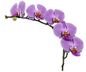 violet orchid branch isolated on  transparent background png