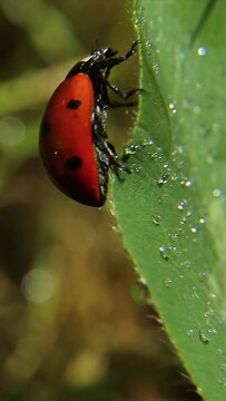 There are dew drops or rain drops on a clover leaf and a ladybug is washing.