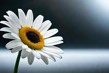 A realistic image of a chamomile flower with transparent background 3d.
