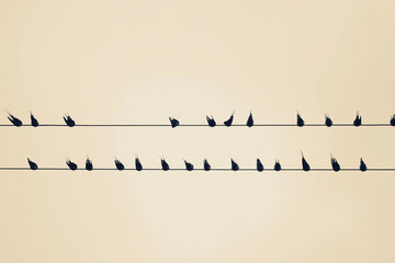 aften the rain the birds sit on the wires