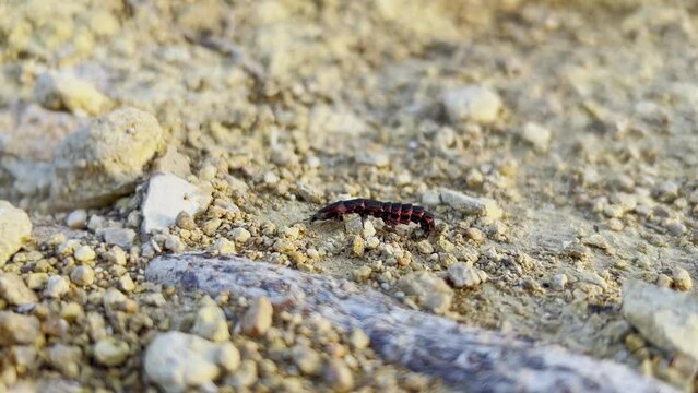 Strange insect with manny legs crawling on stoney dry land to safety during sunny day
