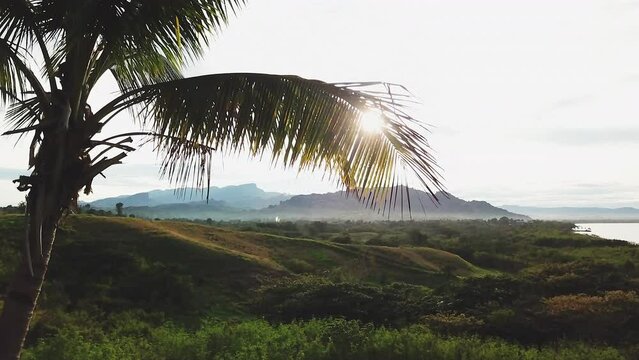 Palm Tree at resort Nadi Fiji Bula holiday vacation island paradise aerial drone cinematic sunrise morning beautiful peaceful relaxing honeymoon adventure lagoon mountain beach jungle upward  movement