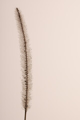 Close-up of wet ear of wheat in foggy day