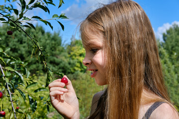 A smiling Caucasian girl picks a ripe cherry berry from a tree in the garden on a sunny day. Harvesting ripe cherries