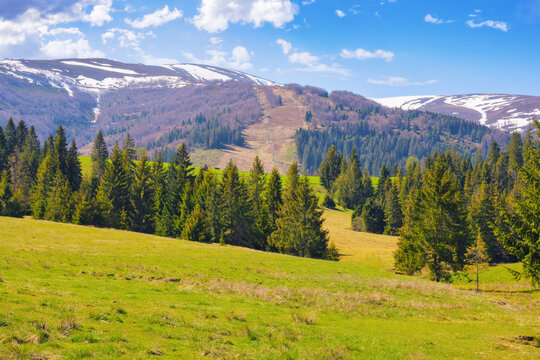 rural landscape with forested hills. spruce trees in the valley. beech trees on the distant hills. snow capped tops beneath a blue bright sky