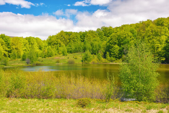 landscape with lake. forest on the hill beneath a sky with fluffy clouds. sunny weather in spring