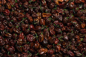 Lots of chocolate habanero hot peppers. Background from chocolate habaneros. Bunch of brown peppers. Harvest of peppers. Mexican ripe hot pepper. Bright spice. Spicy food. Top view. 