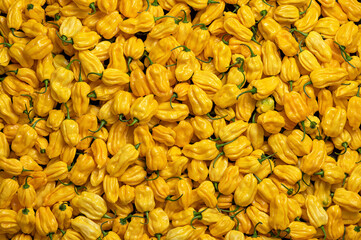 Lots of yellow habanero hot peppers. Background from yellow habaneros. Harvest of peppers. Mexican ripe hot pepper. Bright spice. Spicy food. Top view. 