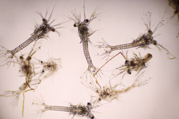 Shrimp, Zoea stage with dead shrimp of Vannamei shrimp in light microscope, Larvae under a microscope, White shrimp, Nauplius, zoea, Larvae. Background.