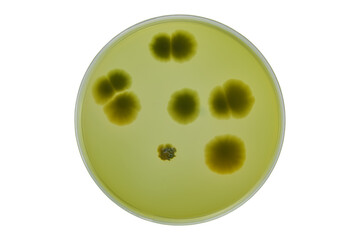 Colonies of different bacteria and mold fungi grown on Petri dish with nutrient agar, Test various germs, virus, Coronavirus, Corona, COVID-19, Microbial population count. Food science.