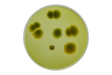 Colonies of different bacteria and mold fungi grown on Petri dish with nutrient agar, Test various germs, virus, Coronavirus, Corona, COVID-19, Microbial population count. Food science.
